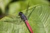 Orthetrum pruinosum